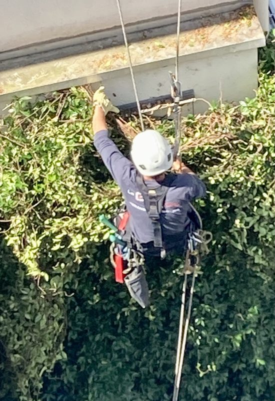 Dévégetalisation de façade en hauteur avec accès sur cordes