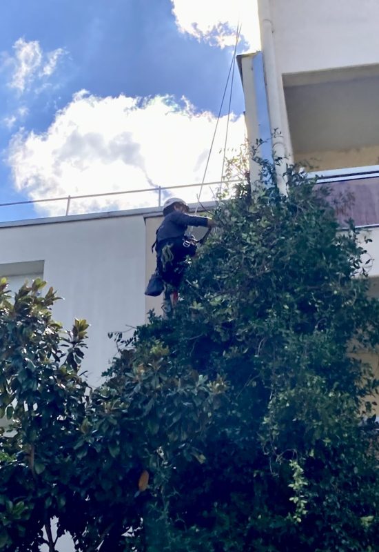 Dévégetalisation de façade en hauteur avec accès sur cordes2